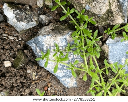 Leaf water background abstrack concept