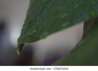 Leaf With Water Dripping Off Of It 