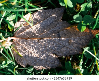 A leaf with water droplets on it is on the grass. The leaf is brown and has a shadow on it - Powered by Shutterstock