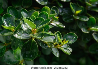 Leaf Of Weeping Fig (Ficus Microcarpa)