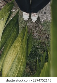 leaf and the white shoe