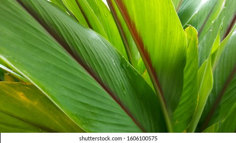 Leaf of white turmeric, planted at Garut, West Java, Indonesia. Picture was taken on Sunday, January 2020. - Shutterstock ID 1606100575