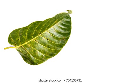 Leaf Wild Cinchona Close Up