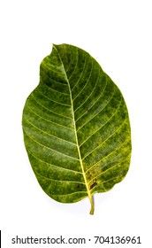 Leaf Wild Cinchona Close Up