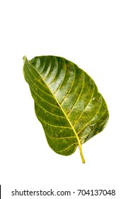 Leaf Wild Cinchona Close Up