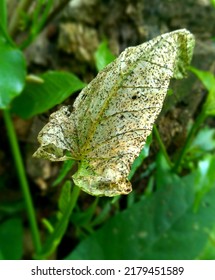 A Leaf Of Wild Kale Damaged By Pests