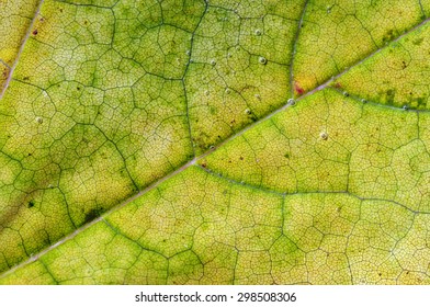 Leaf Of Wine Grape