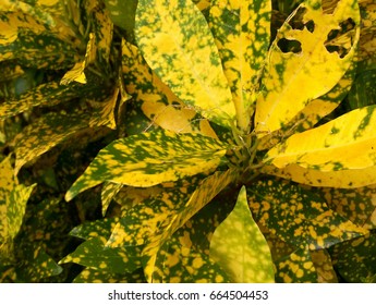 leaf yallow background