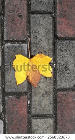 leaf yellow down to earth