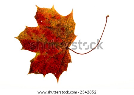 leaf16