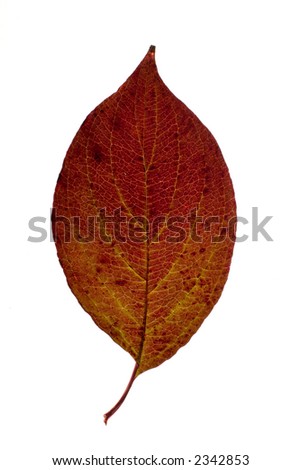 leaf17