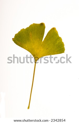 leaf18