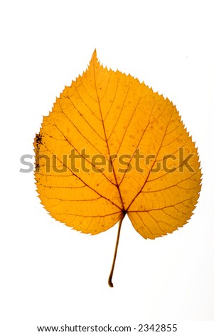 leaf19