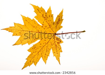 leaf20