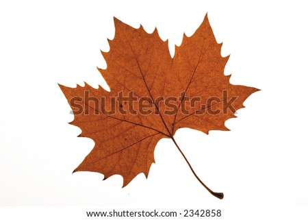 leaf22