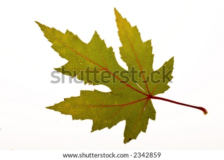 leaf23