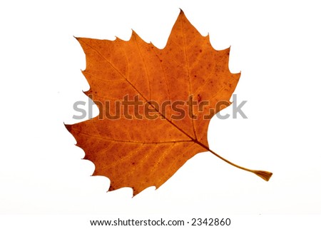 leaf24