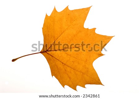 leaf25