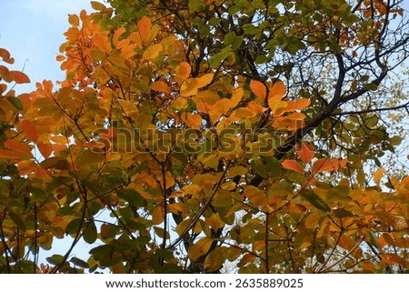 Leafage of European smoketree in orange and green in mid October
