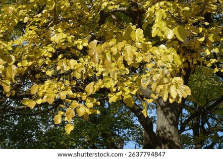 Leafage of mulberry tree in mid October