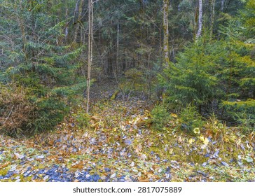 Leafcarpeted forest interior with young spruce and saplings, close understory detail of moss, humus and scattered needles creating calm woodland mood