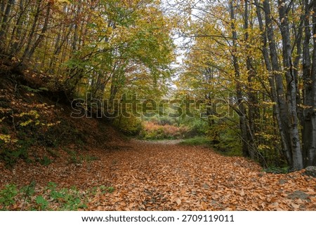 A leaf-covered forest path leads into a bright autumn woodland
