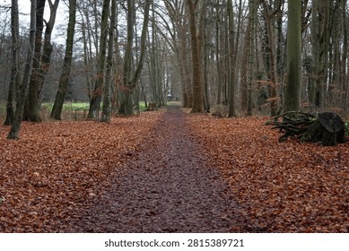 Leaf-covered path through a quiet forest with bare trees on a cloudy day