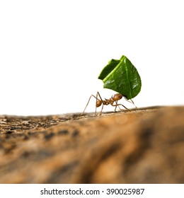 Leaf-cutter ant, Acromyrmex octospinosus, carrying leaf piece on tree log. Isolated on white background.