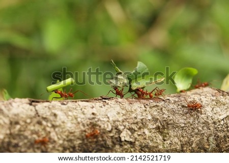 Leaf-Cutter Ant, atta sp., Adult carrying Leaf Segment to Anthill, Costa Rica