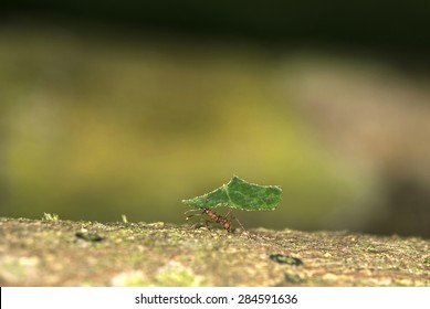 Leafcutter Ant Carrying Leaf