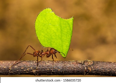 Leafcutter Ant carrying a leaf to its nest
