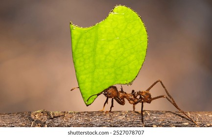 Leafcutter Ant carrying a leaf to its nest