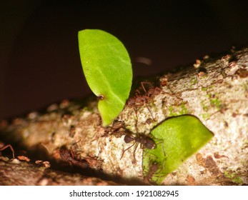 Leafcutter Ant Carrying A Piece Of Leave.