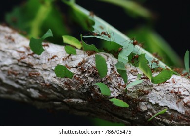 Leafcutter Ant Close Up