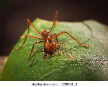 Leafcutter Ant Cuts The Leaf. Macro