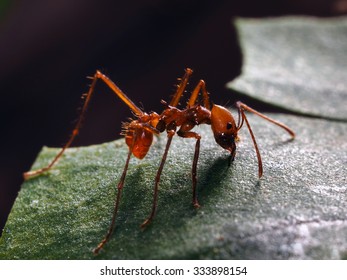 Leafcutter Ant Cuts The Leaf. Macro