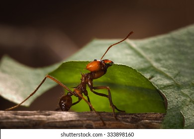 Leafcutter Ant Cuts The Leaf. Macro