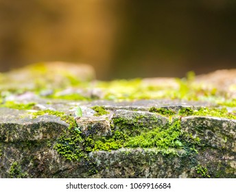 Leafcutter Ant And Green Moss On Ancient Rock Wall