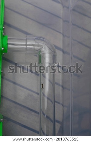 A leafcutter ant in a pipe from a ant farm