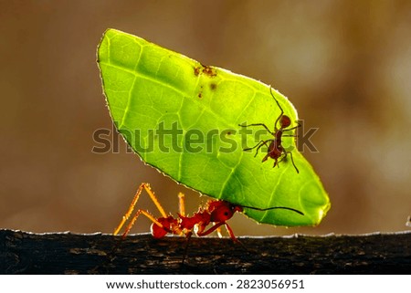 Leafcutter Ant taking leaf back to ant nest