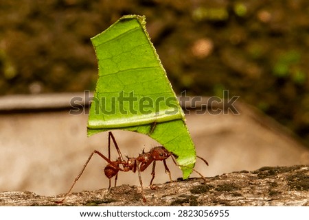 Leafcutter Ant taking leaf back to ant nest