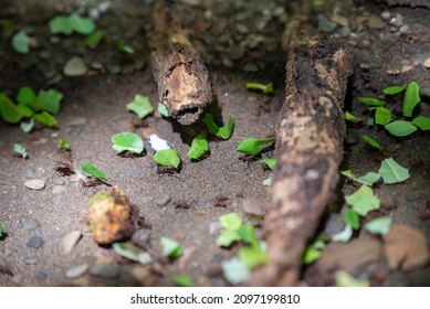 Leafcutter Ant Trail, Costa Rica