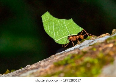 58 Ecosystems marinos Images, Stock Photos & Vectors | Shutterstock