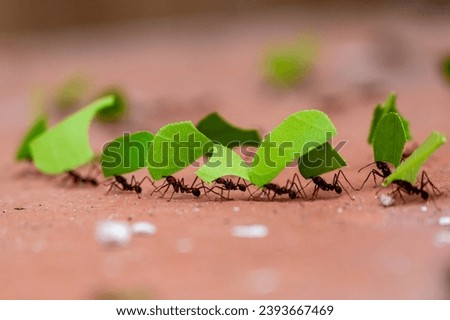 Leaf-cutter ants, Acromyrmex octospinosus, carrying leafs in an ant road