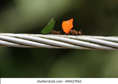 Leafcutter Ants In Action