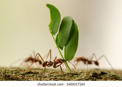 Leafcutter Ants Carrying Leaf Close Up