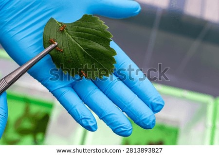 Leafcutter ants on a leaf
