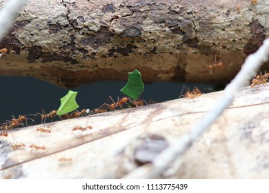 Leafcutter Ants On A Tree