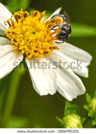 leafcutter bee is collecting nectar