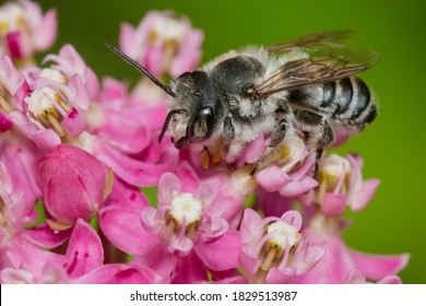 A Leafcutter Bee is collecting nectar from a pink flower. Taylor Creek Park, Toronto, Ontario, Canada.